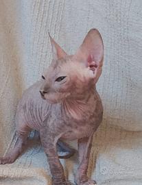 Gattina don sphynx blu e crema