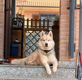 Splendido Siberian Husky per monta (Con Pedigree)