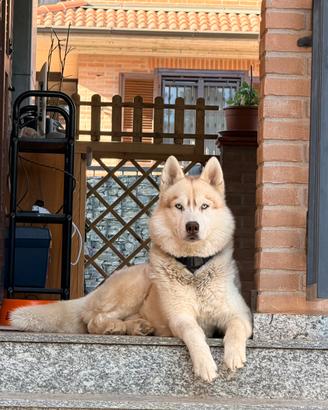 Splendido Siberian Husky per monta (Con Pedigree)