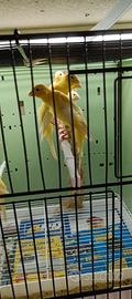 Uccelli
