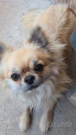 Chihuahua maschio a pelo lungo nato il 16/02/2025