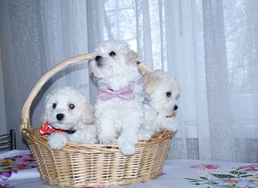 Bichon a poil frisè