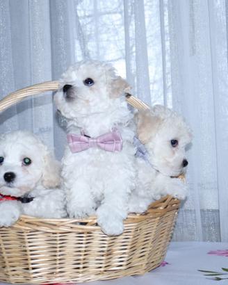 Bichon a poil frisè