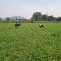 Setter inglese