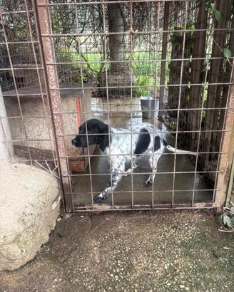 Setter inglese