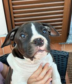 Cuccioli American Staffordshire Terrier
