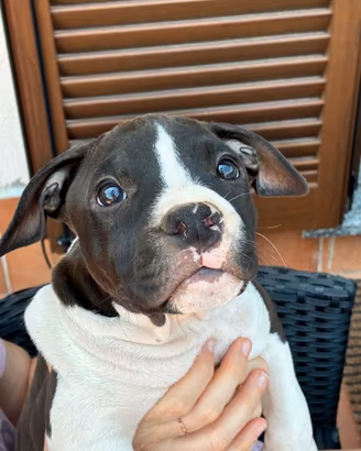 Cuccioli American Staffordshire Terrier