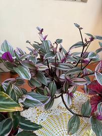 Tradescantia Nanouk