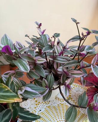 Tradescantia Nanouk