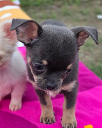 Chihuhuahua