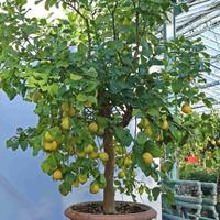 piante di limone