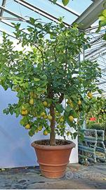 piante di limone
