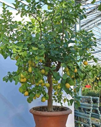 piante di limone