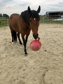 Cavallo 12 anni