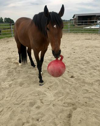 Cavallo 12 anni