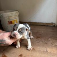 American pitbull terrier