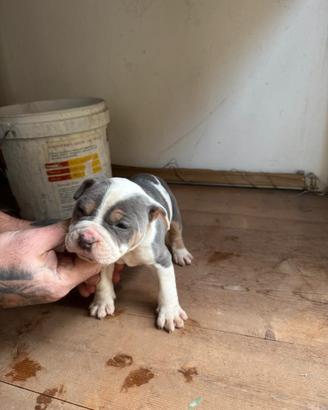 American pitbull terrier