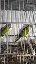 Coppia riproduttrice di parrocchetto Monaco