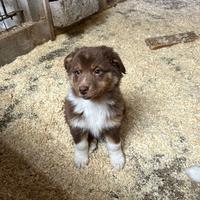 Cucciolo pastore australiano