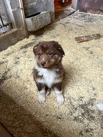 Cucciolo pastore australiano