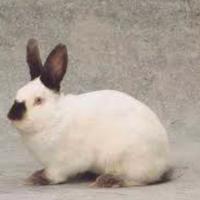 Coniglio nano