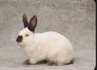 Coniglio nano