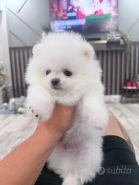 Pomerania spitz nano