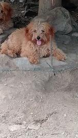 Barboncini nani cuccioli