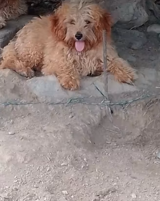 Barboncini nani cuccioli