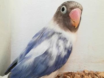 Insep mascherato femmina pezzata viola