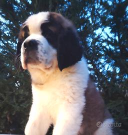 San bernardo cuccioli con pedigree