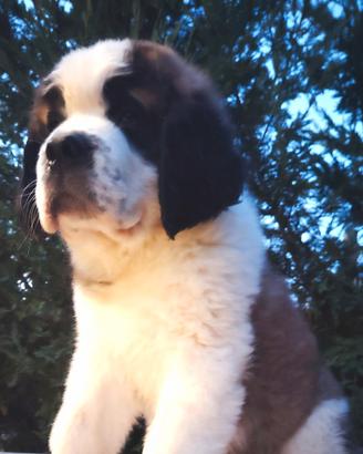 San bernardo cuccioli con pedigree