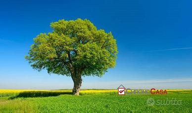 Terreno agricolo a Piano Torre