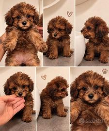 Femmine di maltipoo