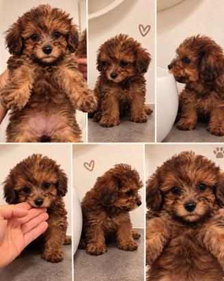 Femmine di maltipoo