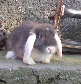 Conigli minilop e arieti nani