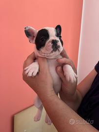 Buldog francese