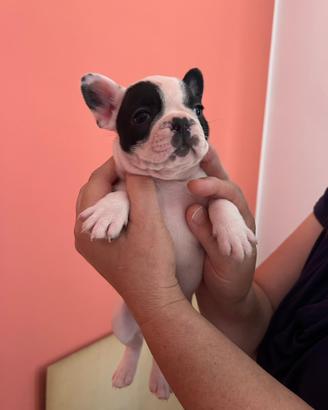 Buldog francese