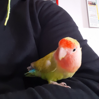 Pappagallo inseparabile allevato a mano