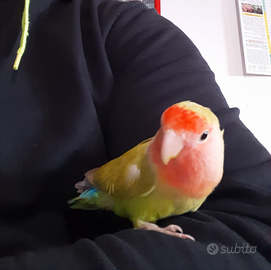 Pappagallo inseparabile allevato a mano