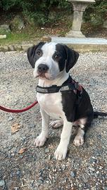 Cucciolo 4 mesi mix Amstaff pitbull