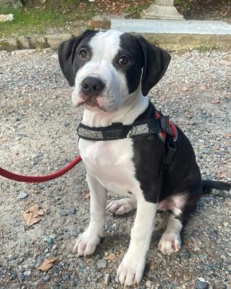 Cucciolo 4 mesi mix Amstaff pitbull
