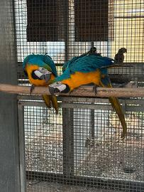 Pappagalli ara ararauna 2024 da riproduzione