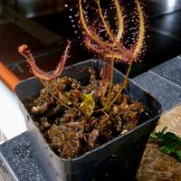 Drosera Binata (Pianta Carnivora)