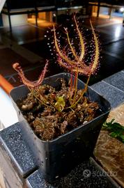 Drosera Binata (Pianta Carnivora)