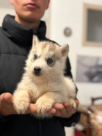 Siberian Husky di Casa Santangelo