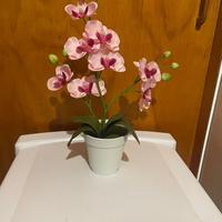 Pianta orchidea rosa in plastica.