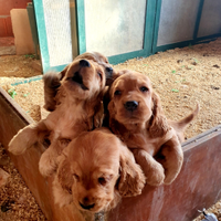 Cocker spaniel inglese