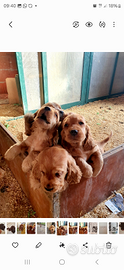 Cocker spaniel inglese