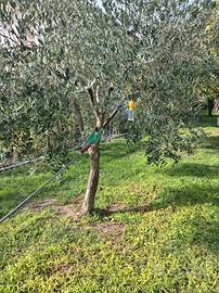 Scuotitore a fune per frutti